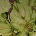    : Leaves